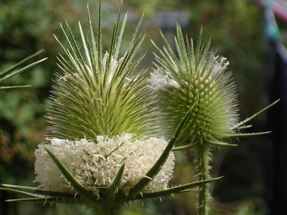 Dipsacus laciniatus (cutleaf teasel) (alternate view 8)