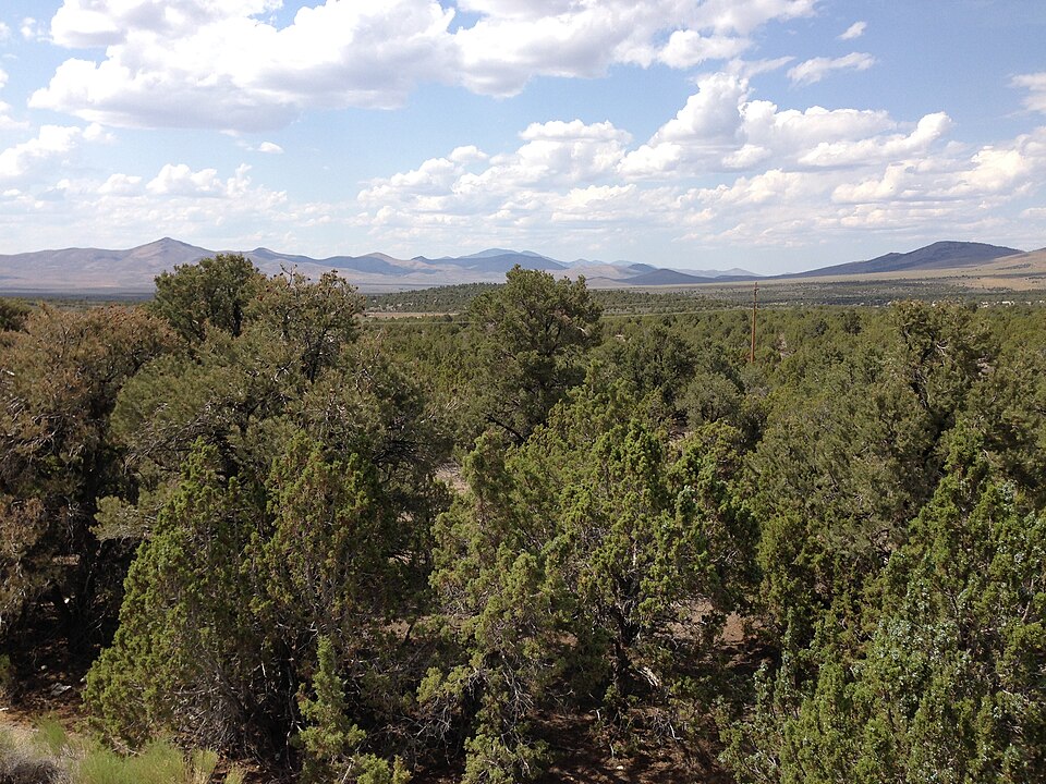 Juniperus osteosperma (Utah Juniper) (alternate view 6)