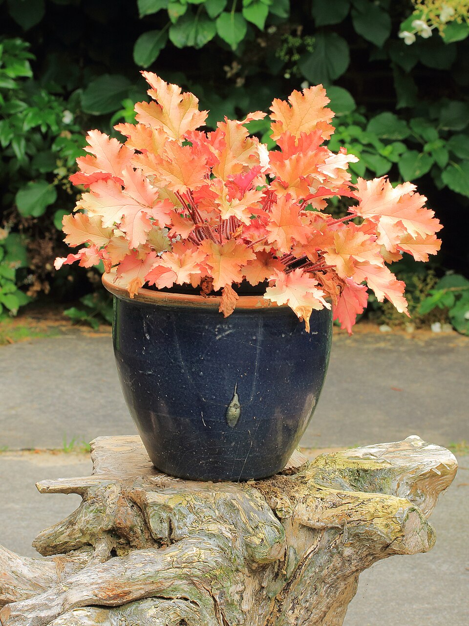 Heuchera 'Marmalade' (Marmalade Coral Bells) (alternate view 2)