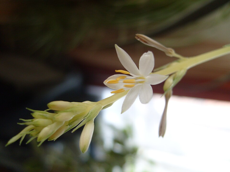 Chlorophytum comosum (Spider Plant) (alternate view 6)