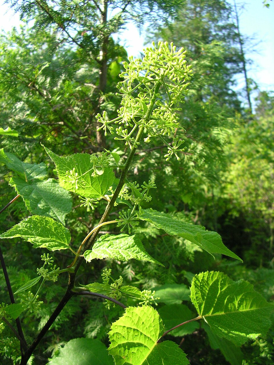 Aralia racemosa (American spikenard) (alternate view 7)