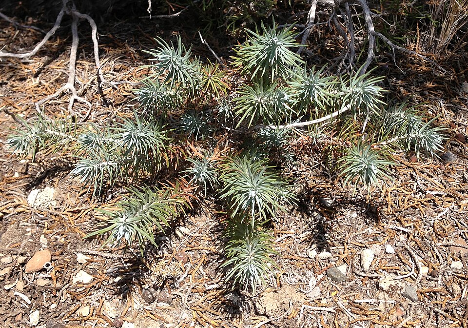 Pinus monophylla (singleleaf pinyon) (alternate view 9)