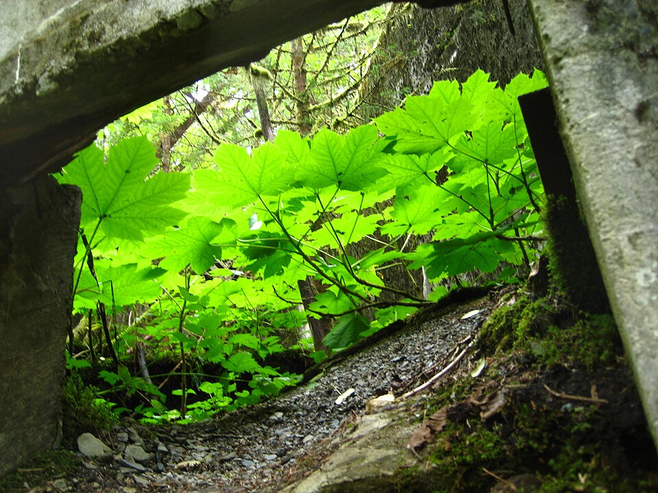 Oplopanax horridus (devil's club) (alternate view 7)