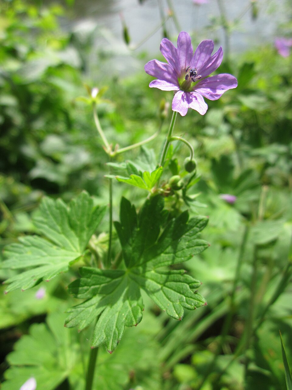 Geranium molle (dovefoot geranium) (alternate view 8)