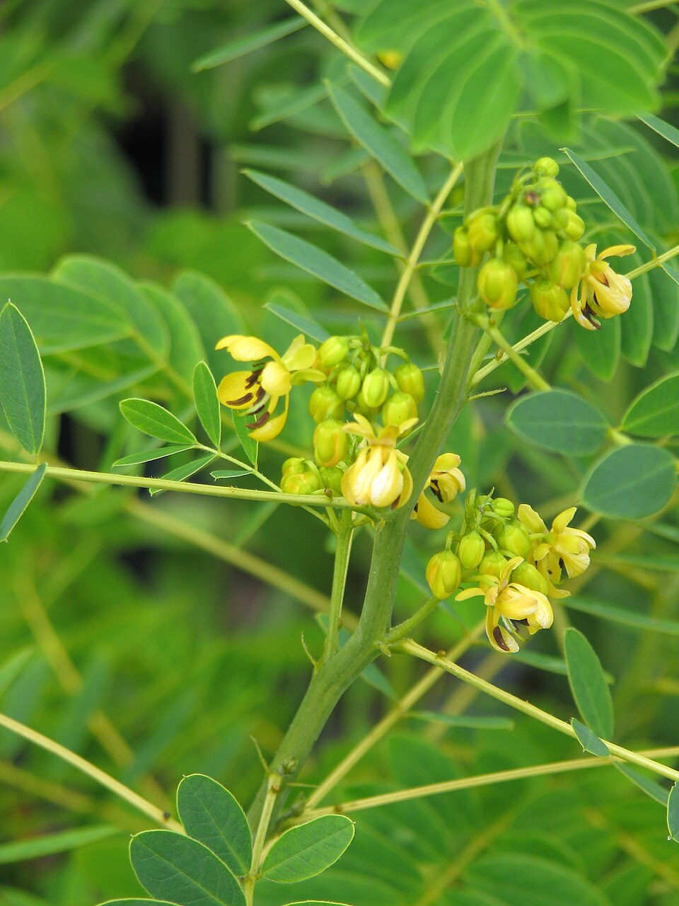 Senna hebecarpa (American senna) (alternate view 6)