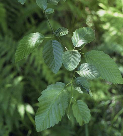 Alnus rubra (red alder)