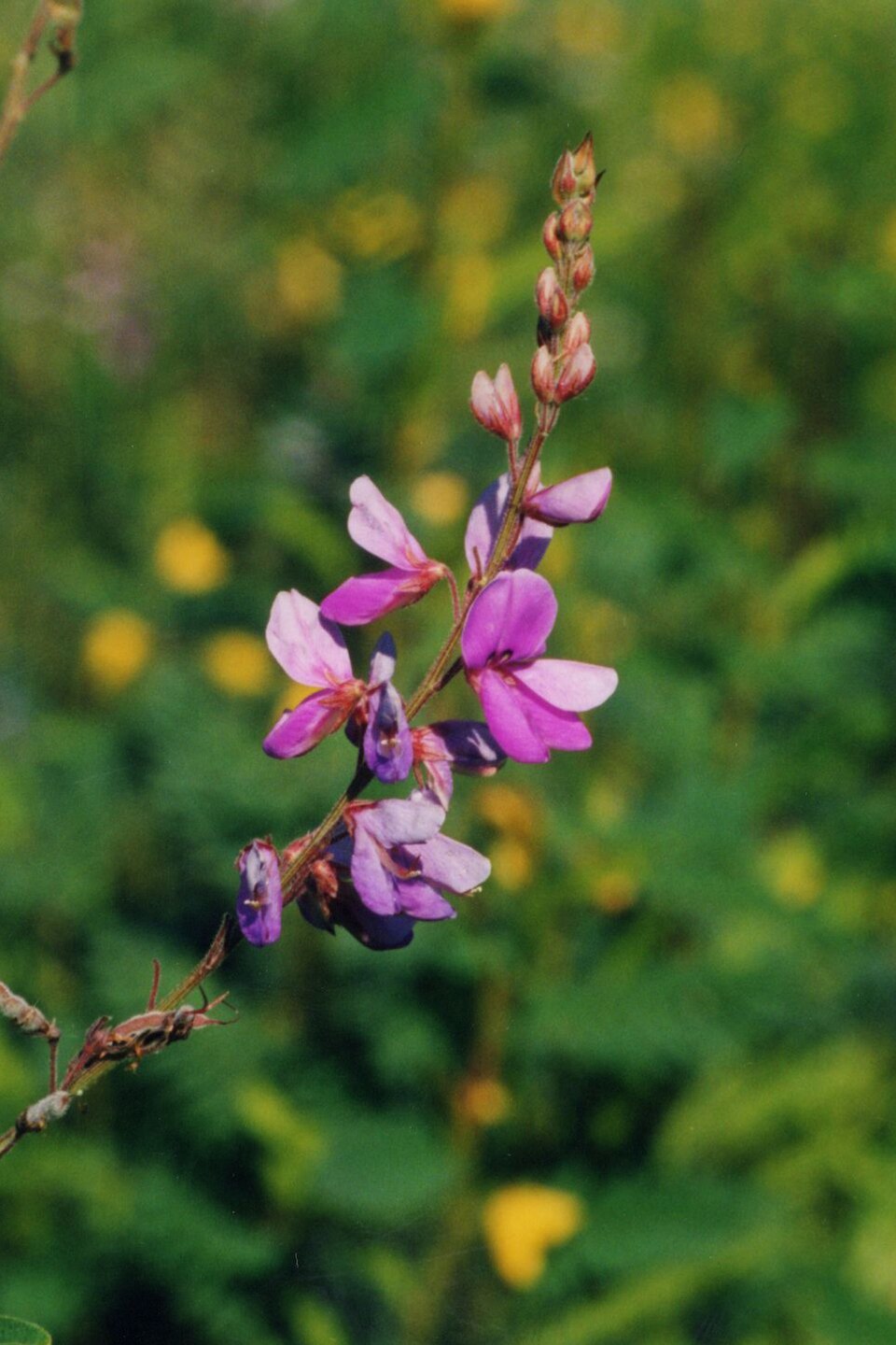 Desmodium canadense (showy tick-trefoil) (alternate view 7)