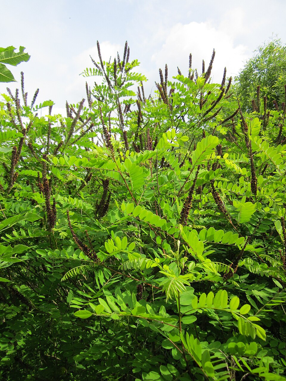 Amorpha fruticosa (false indigo bush)