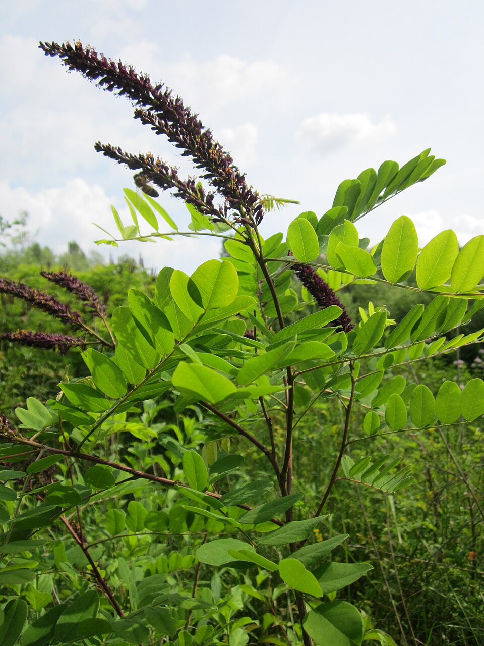 Amorpha fruticosa (false indigo bush)