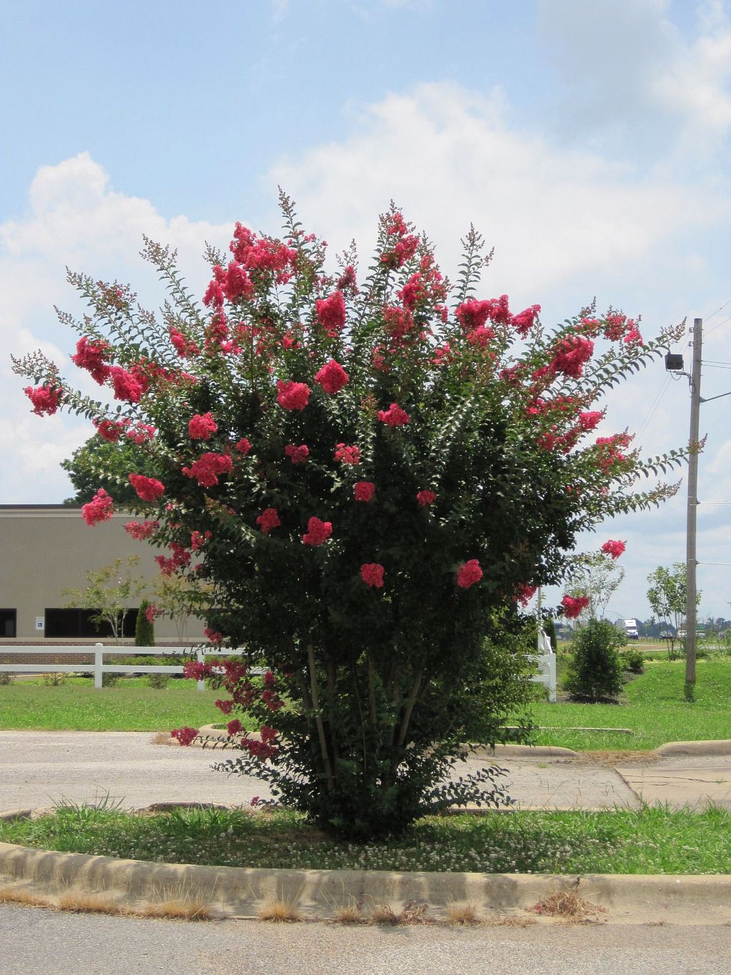 Lagerstroemia indica, Crape myrtle — upright deciduous (Lythraceae) (image 6 of 6)