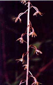Tipularia discolor (crane-fly orchid)