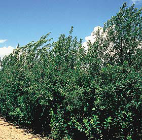 Prunus virginiana (Chokecherry)