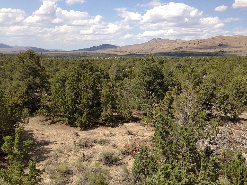 Juniperus osteosperma (Utah Juniper) (alternate view 7)