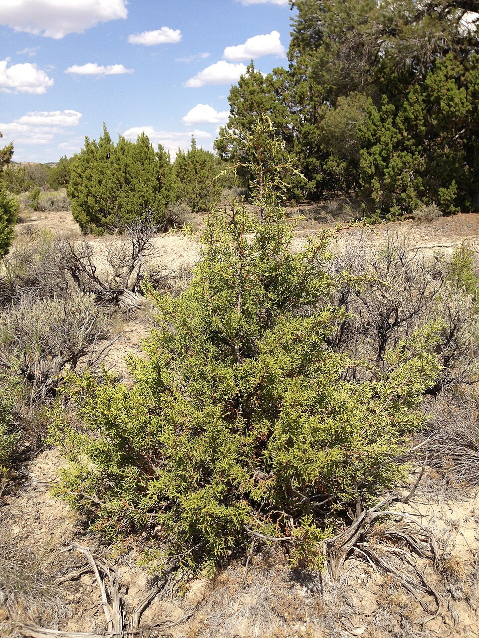 Juniperus osteosperma (Utah Juniper) (alternate view 8)