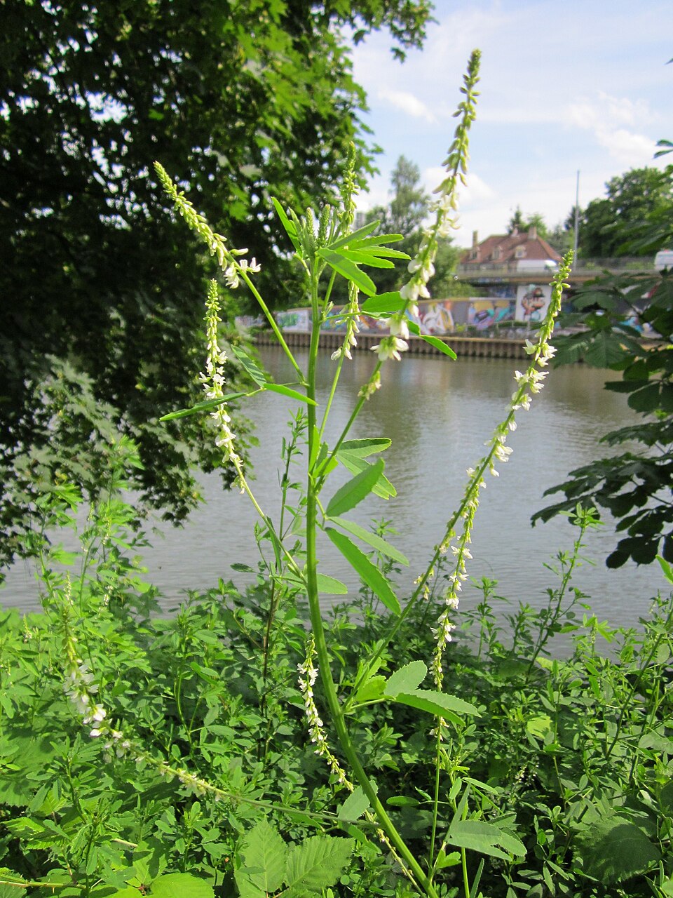 Melilotus albus (White Sweetclover)