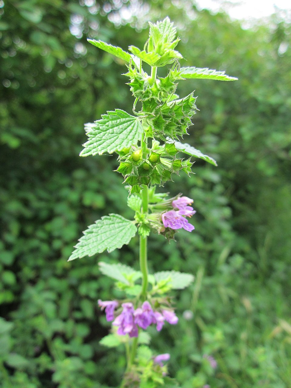 Ballota nigra (Black Horehound) (alternate view 8)