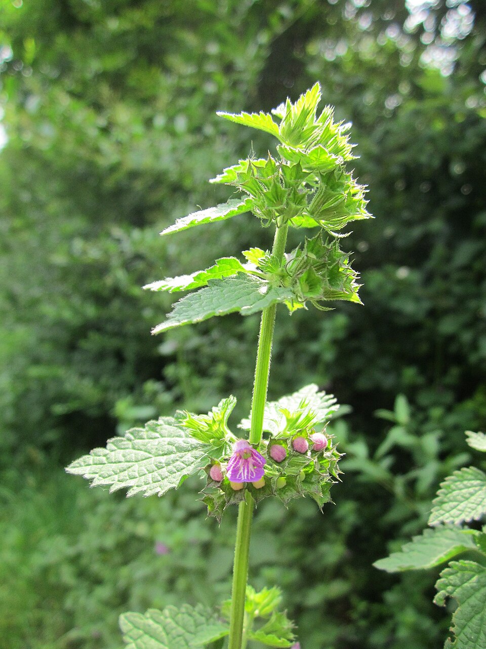 Ballota nigra (Black Horehound) (alternate view 9)