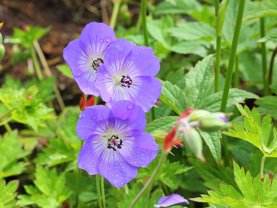 Geranium × 'Rozanne' (Rozanne Cranesbill) (alternate view 5)
