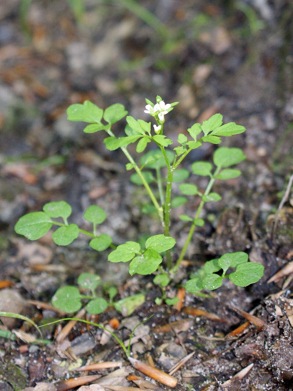 Cardamine flexuosa (wavy bittercress)