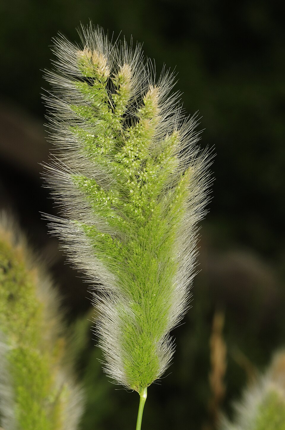 Polypogon monspeliensis (rabbitfoot grass) (alternate view 9)