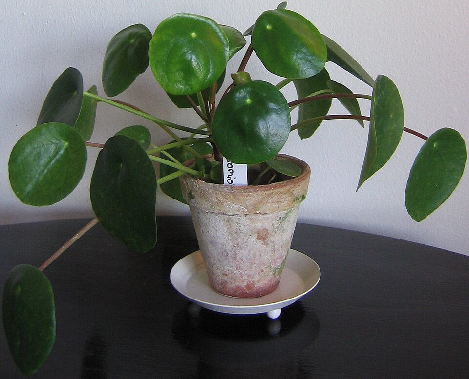 Pilea peperomioides (Pilea Peperomioides) (alternate view 3)
