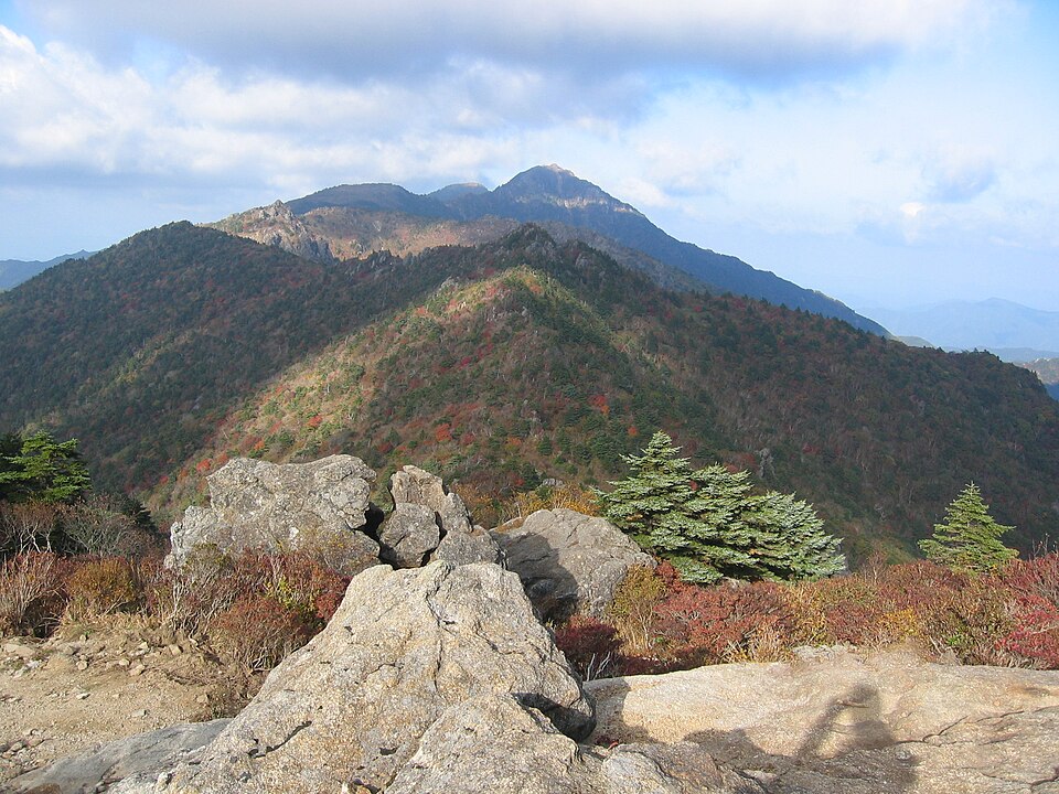 Abies koreana (Korean fir) (alternate view 7)