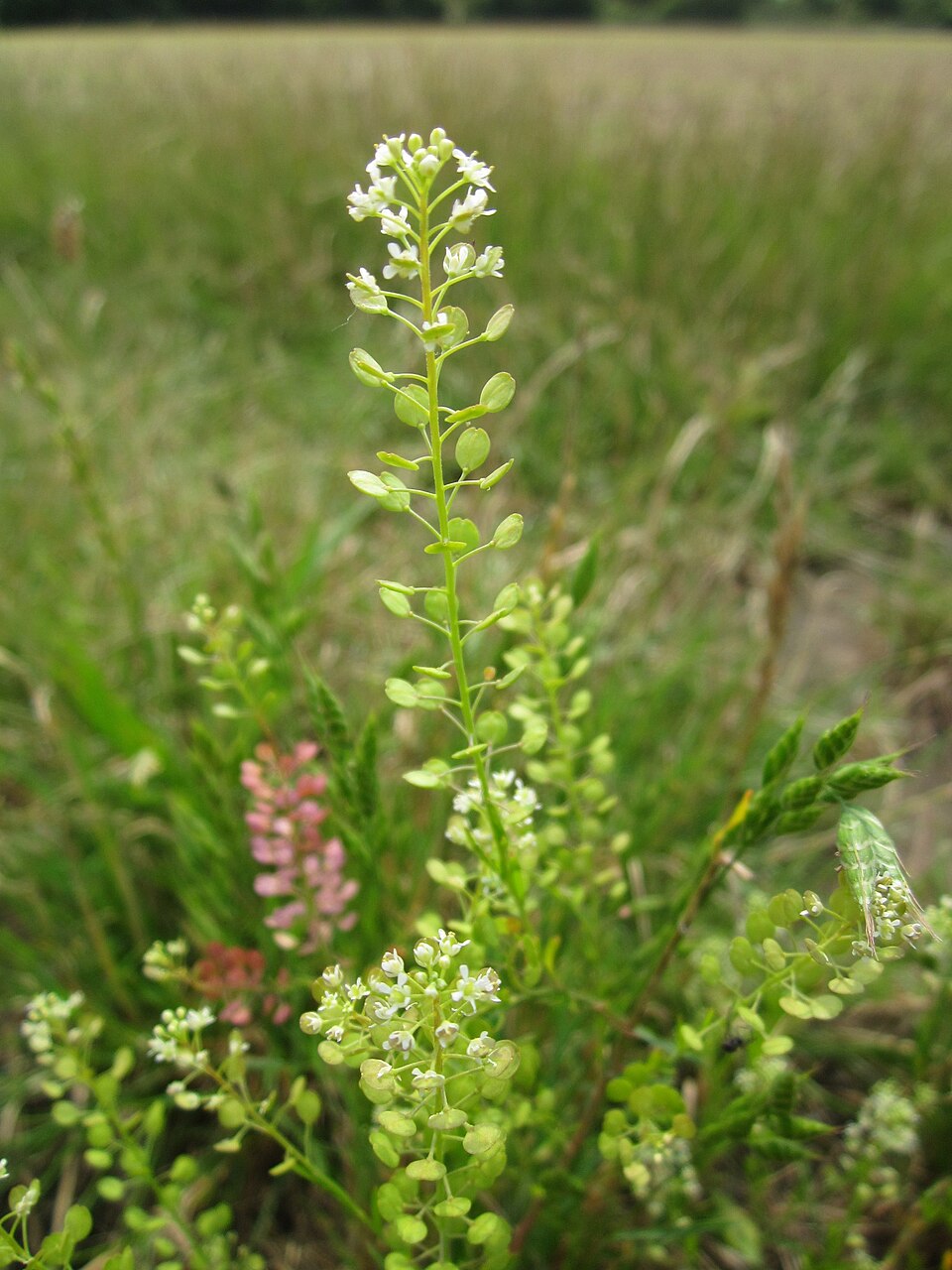 Lepidium virginicum (Virginia pepperweed)