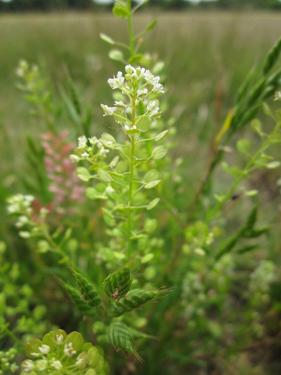 Lepidium virginicum (Virginia pepperweed)