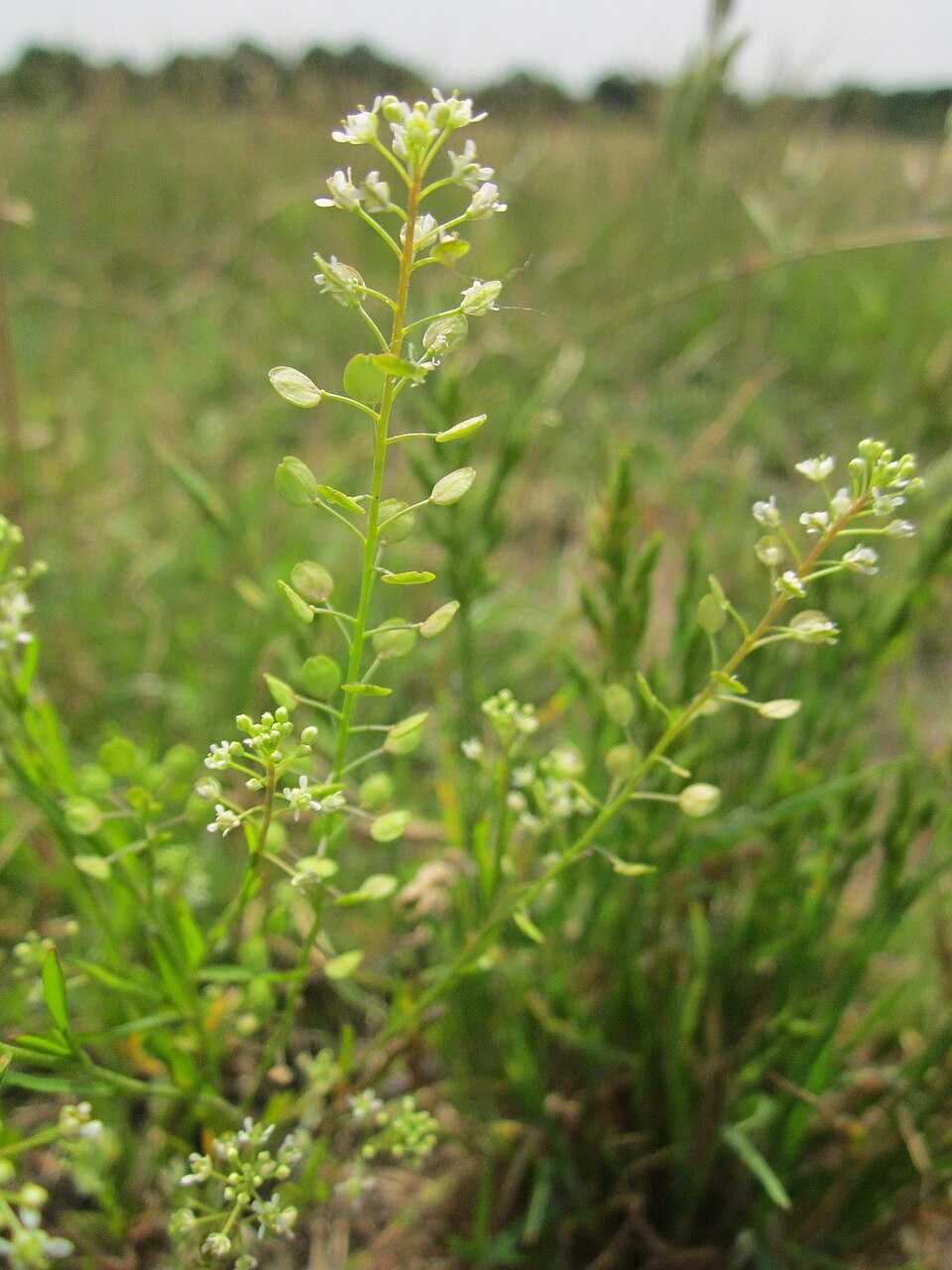 Lepidium virginicum (Virginia pepperweed)