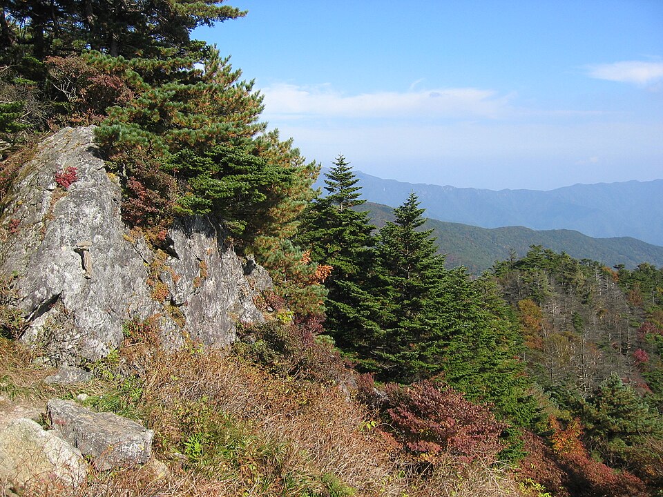 Abies koreana (Korean fir) (alternate view 8)