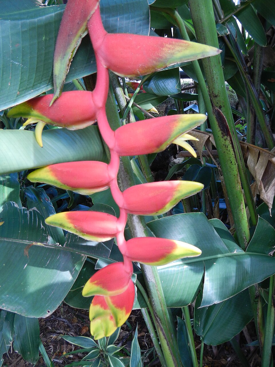 Heliconia rostrata (Hanging Lobster Claw) (alternate view 10)