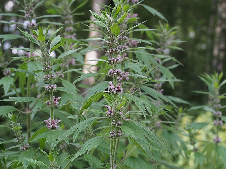 Leonurus cardiaca (common motherwort)