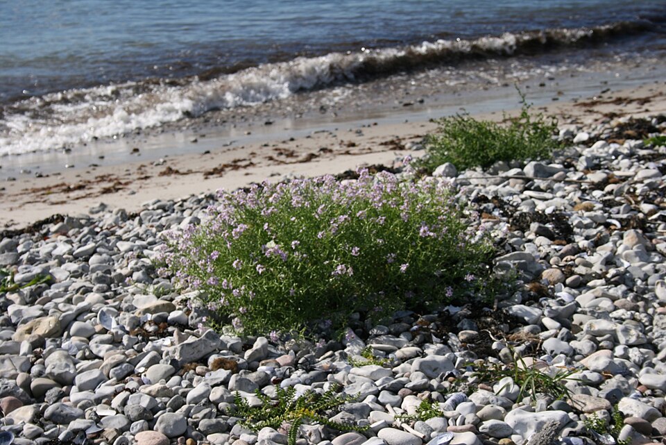 Cakile maritima (European Searocket)