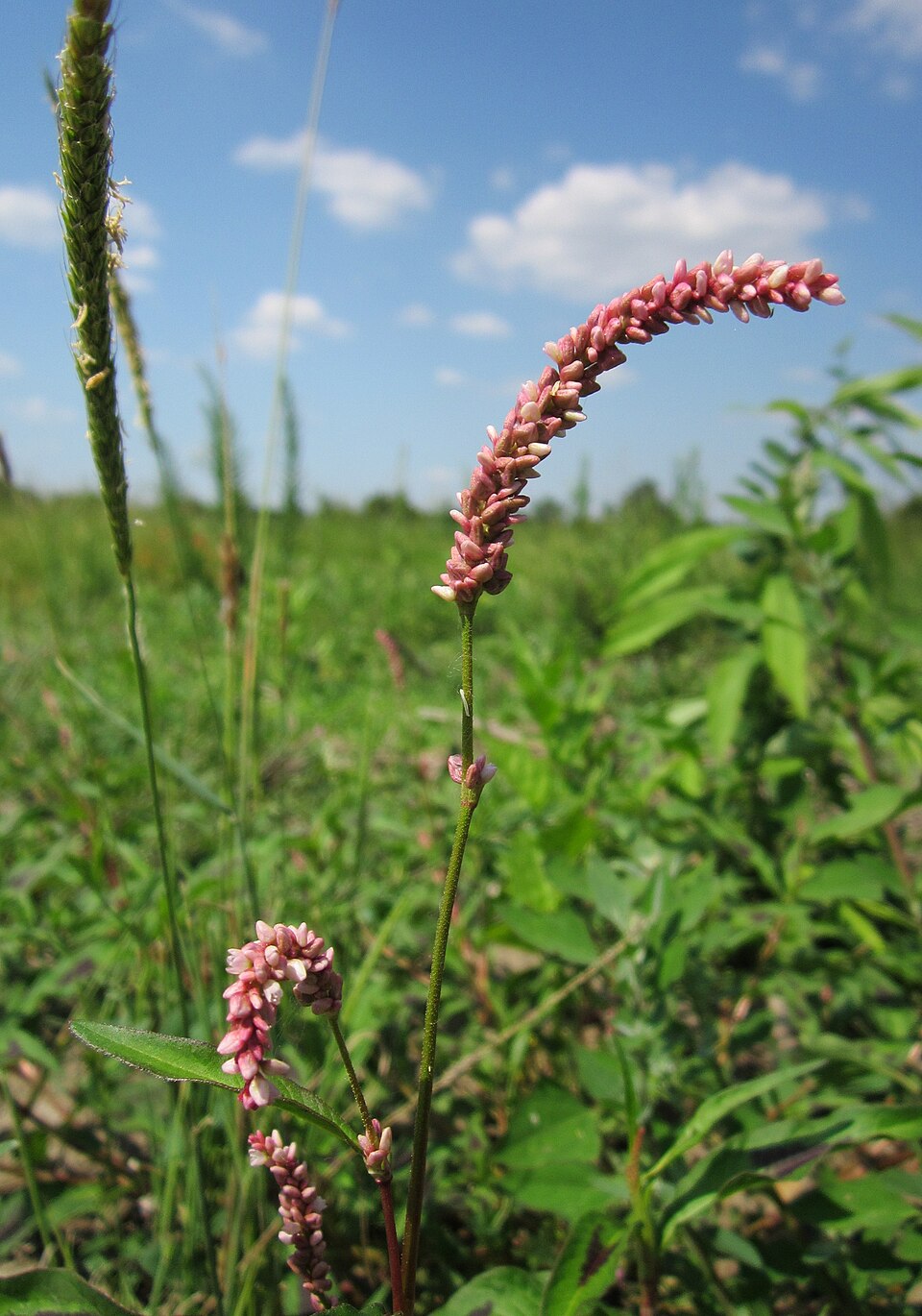Persicaria lapathifolia (dock-leaved smartweed) (alternate view 6)