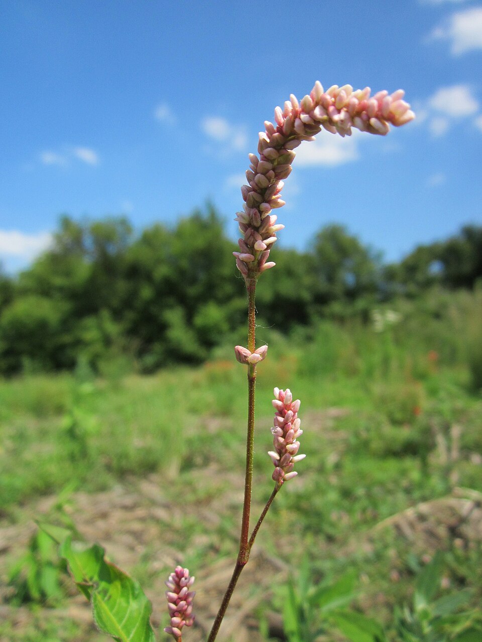 Persicaria lapathifolia (dock-leaved smartweed) (alternate view 7)