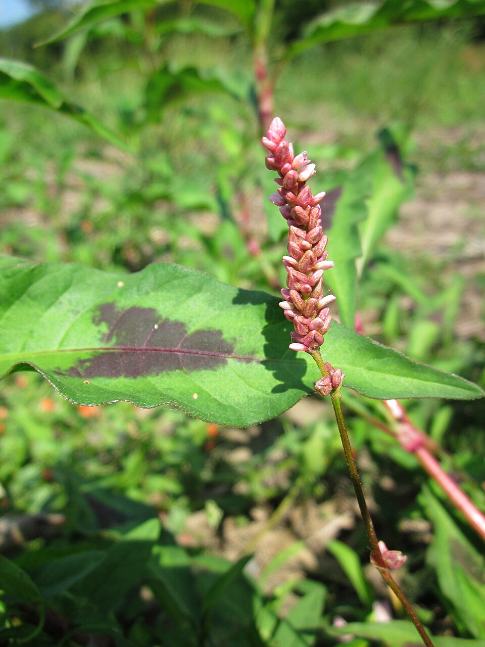 Persicaria lapathifolia (dock-leaved smartweed) (alternate view 8)