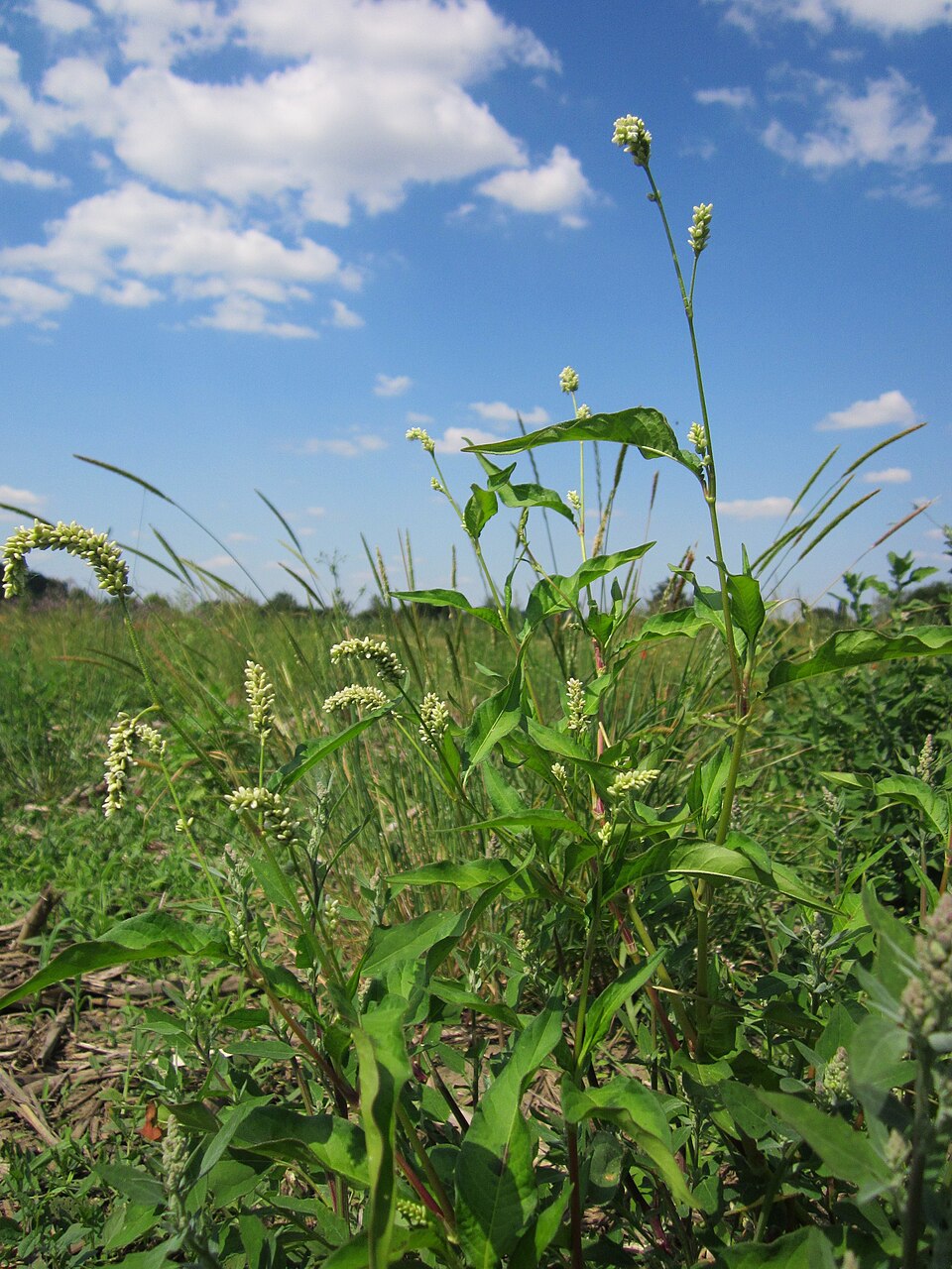 Persicaria lapathifolia (dock-leaved smartweed) (alternate view 9)