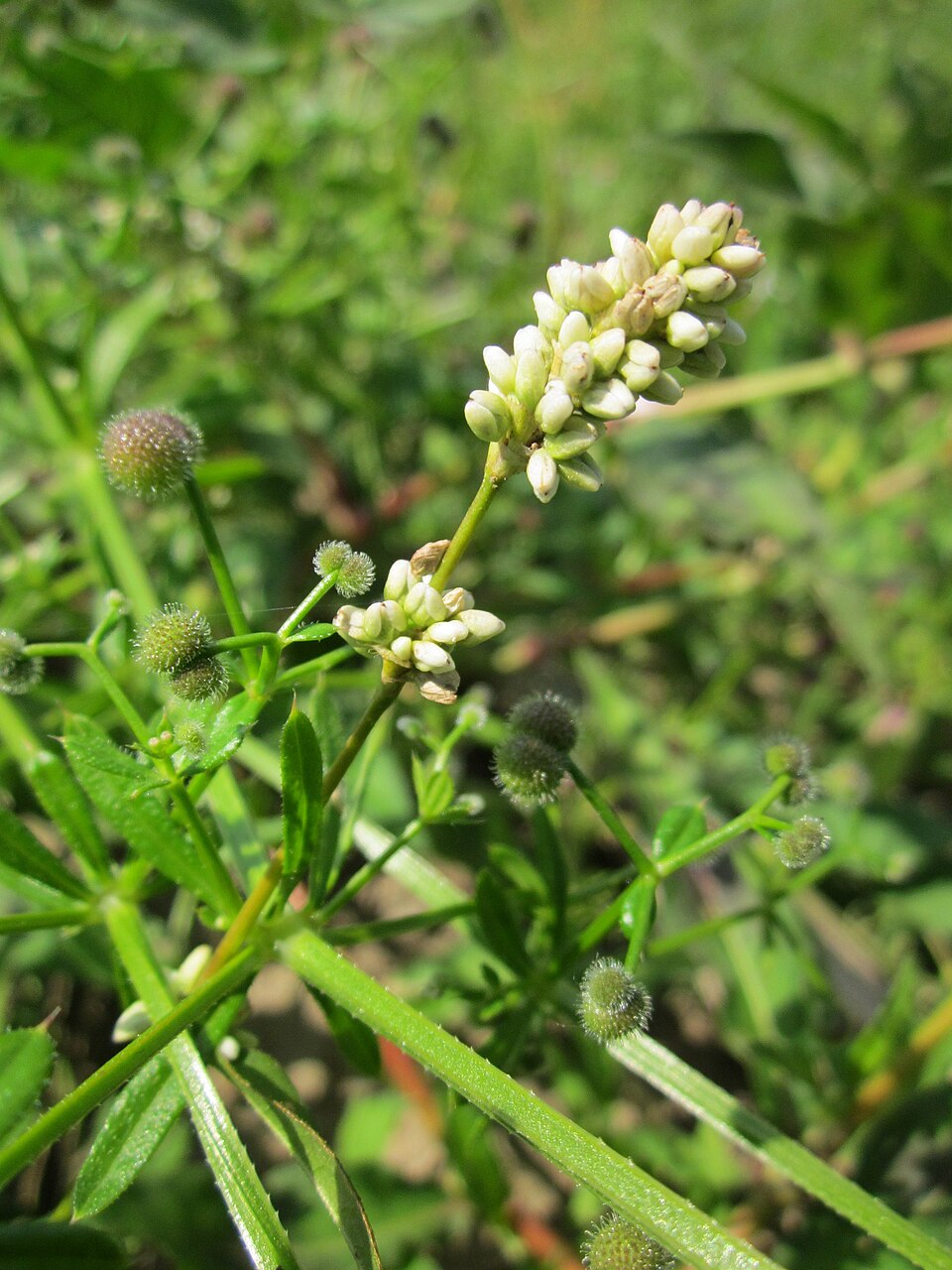 Persicaria lapathifolia (dock-leaved smartweed) (alternate view 10)