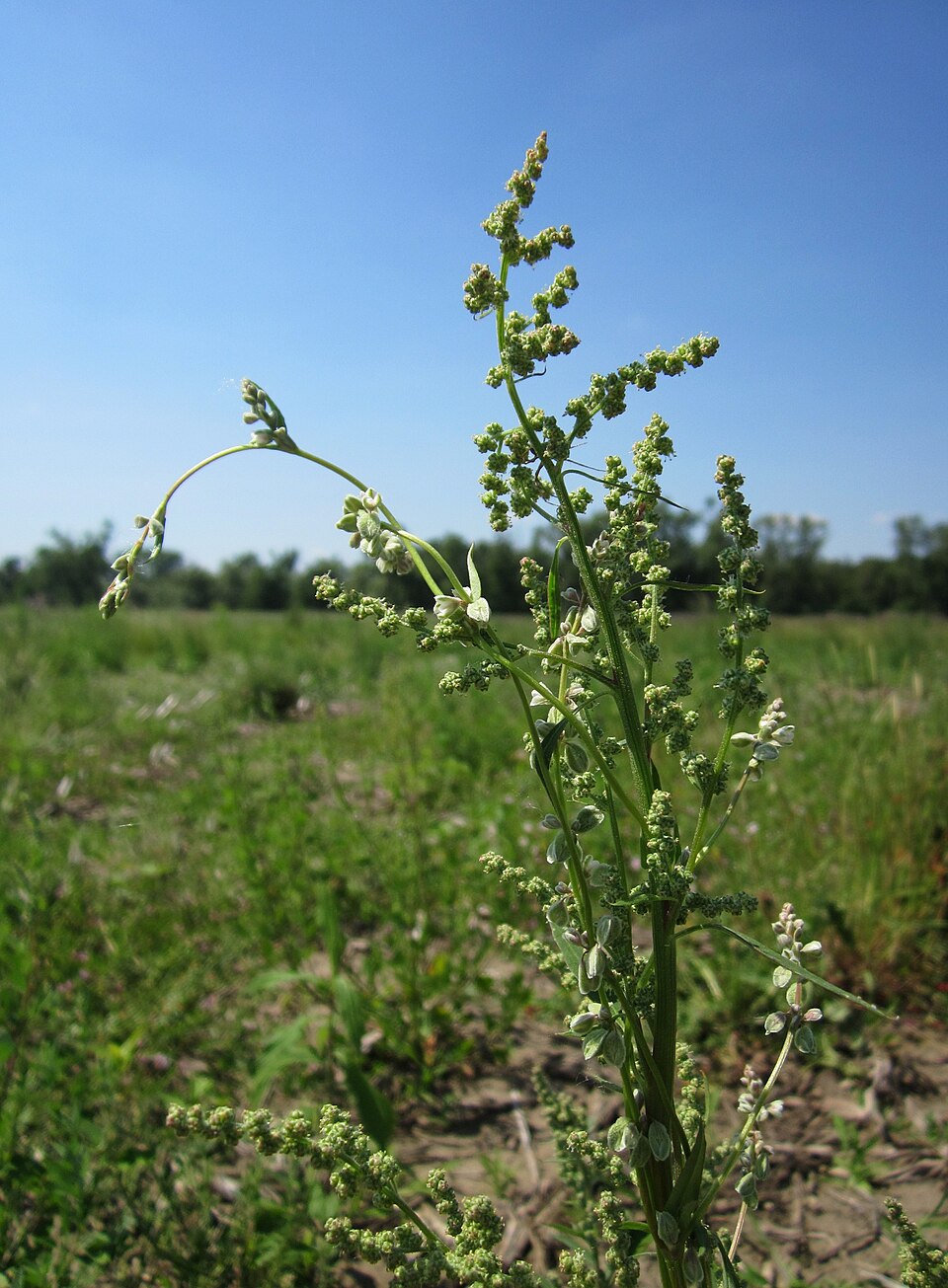 Fallopia convolvulus (Black-bindweed)
