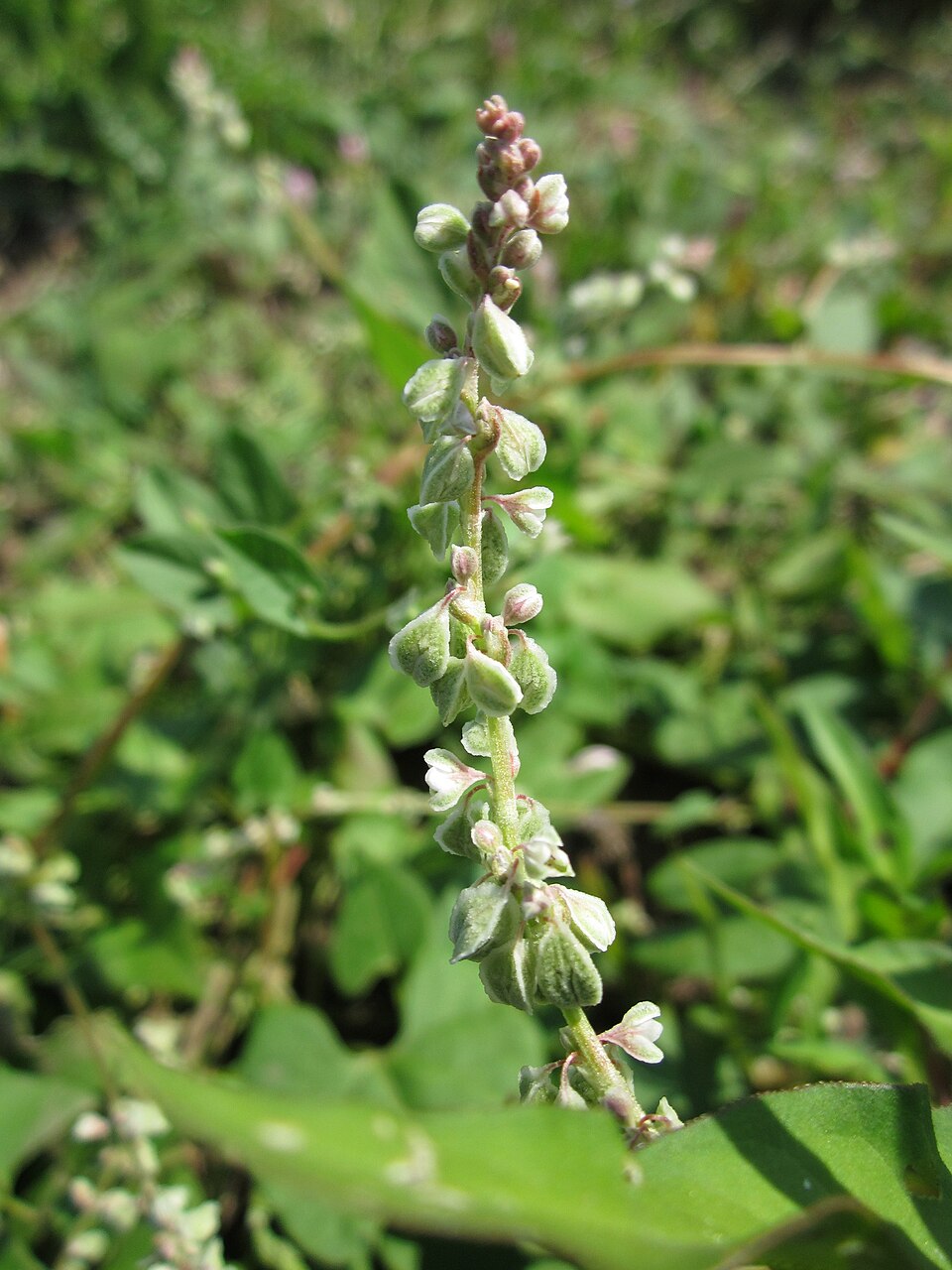 Fallopia convolvulus (Black-bindweed)