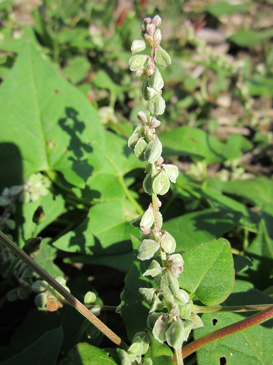 Fallopia convolvulus (Black-bindweed)