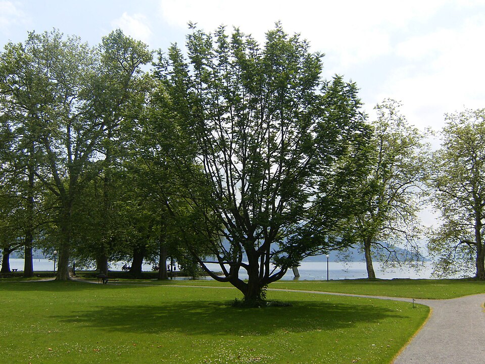 Pterocarya fraxinifolia (Caucasian Wingnut)