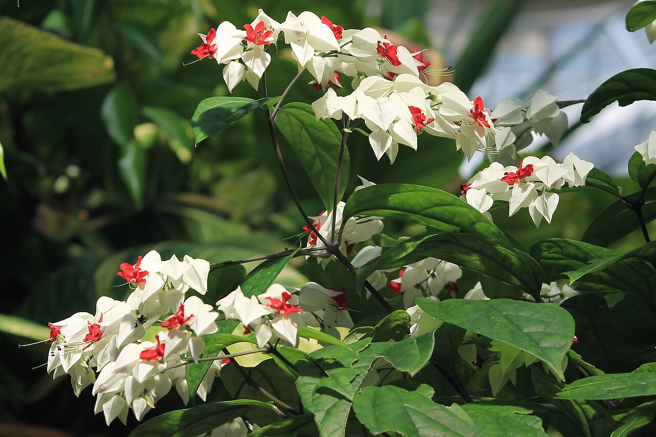 Clerodendrum thomsoniae, Bleeding-heart vine — climbing semi-evergreen (Lamiaceae) (image 8 of 10)