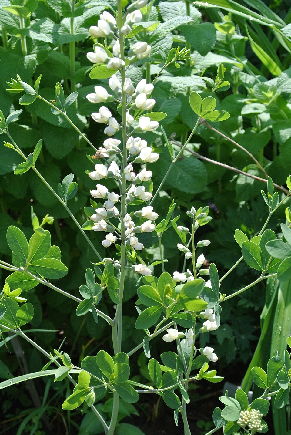 Baptisia alba var. macrophylla (Large-leaved White Wild Indigo) (alternate view 2)