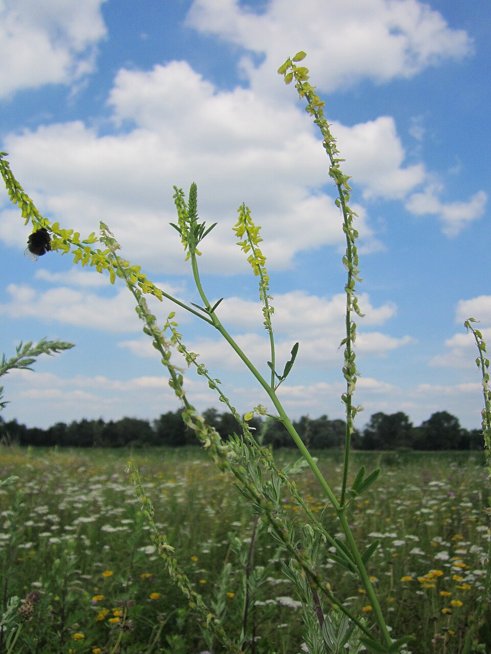 Melilotus officinalis (Yellow Sweetclover)