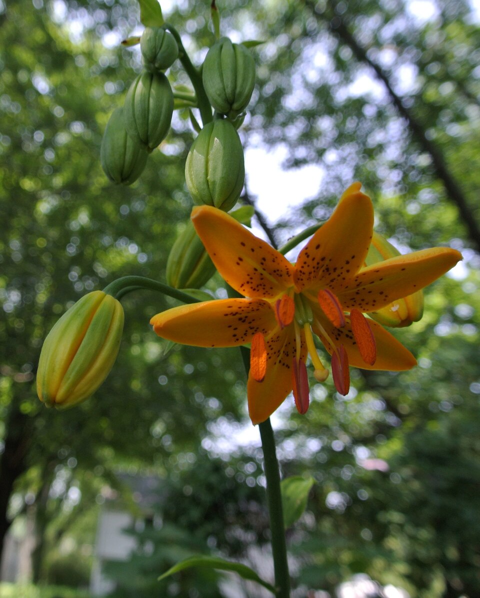 Lilium hansonii (alternate view 4)
