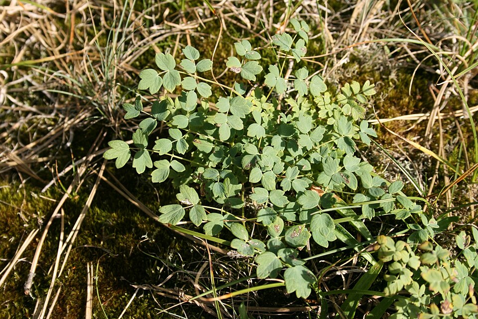 Thalictrum minus (Lesser Meadow-rue) (alternate view 7)