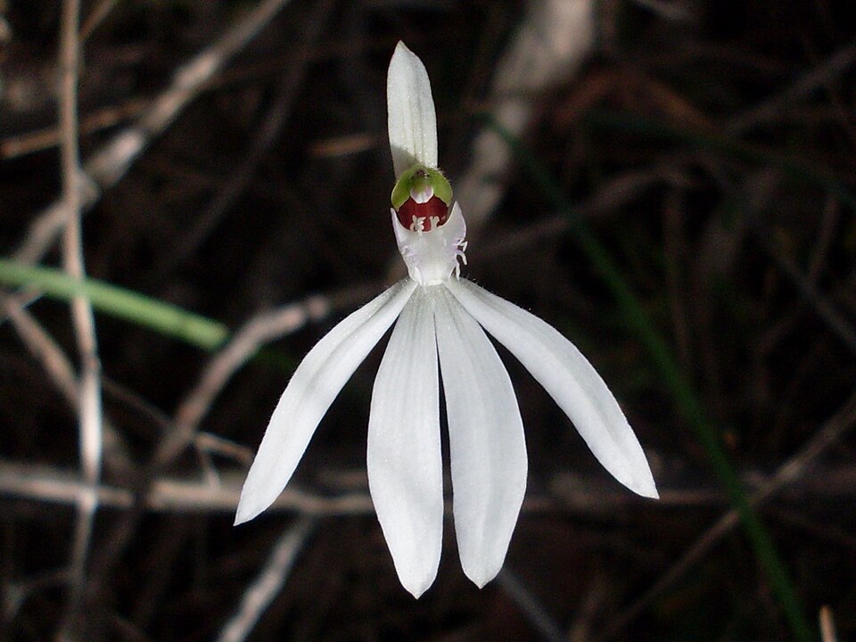 Caladenia catenata (Lady Fingers) (alternate view 3)