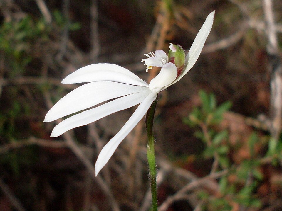 Caladenia catenata (Lady Fingers) (alternate view 4)