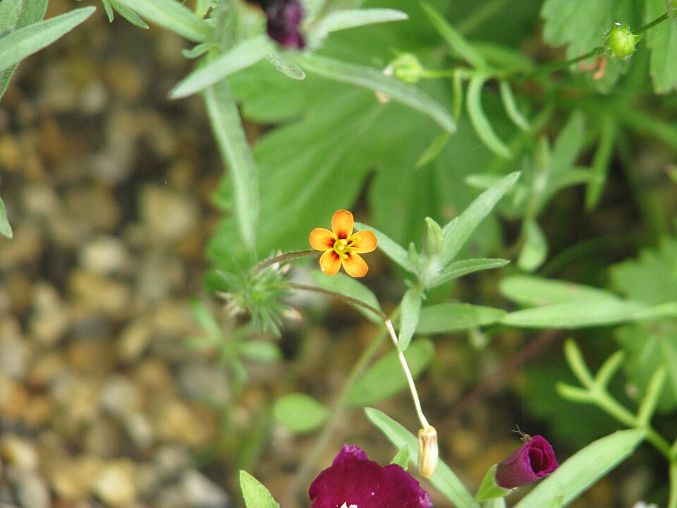 Leptosiphon parviflorus (variable linanthus) (alternate view 3)